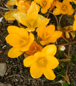 Sunnybrook Volunteer Association greenhouse yellow crocus by garden muses-not another Toronto gardening blog