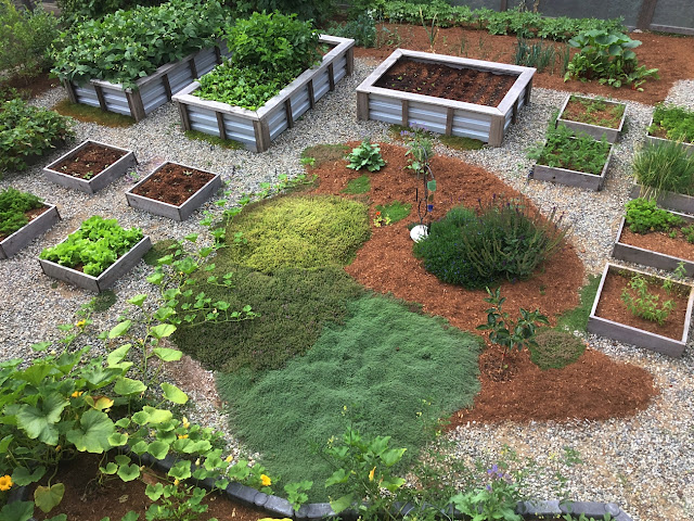 Organic urban food garden produces lots of food