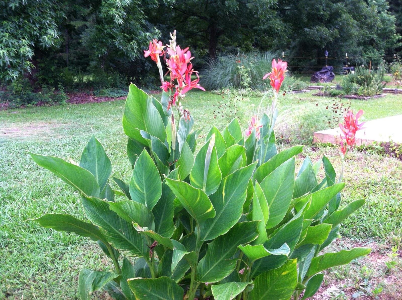 Two Sisters Gardening Canna Lily An Americas� Native