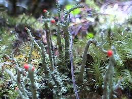 KLASIFIKASI LICHENES - Pengertian Menurut Ahli