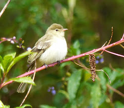 wet birds woods got several trail last into