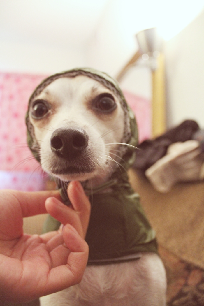 Cute Dog Rain Jacket