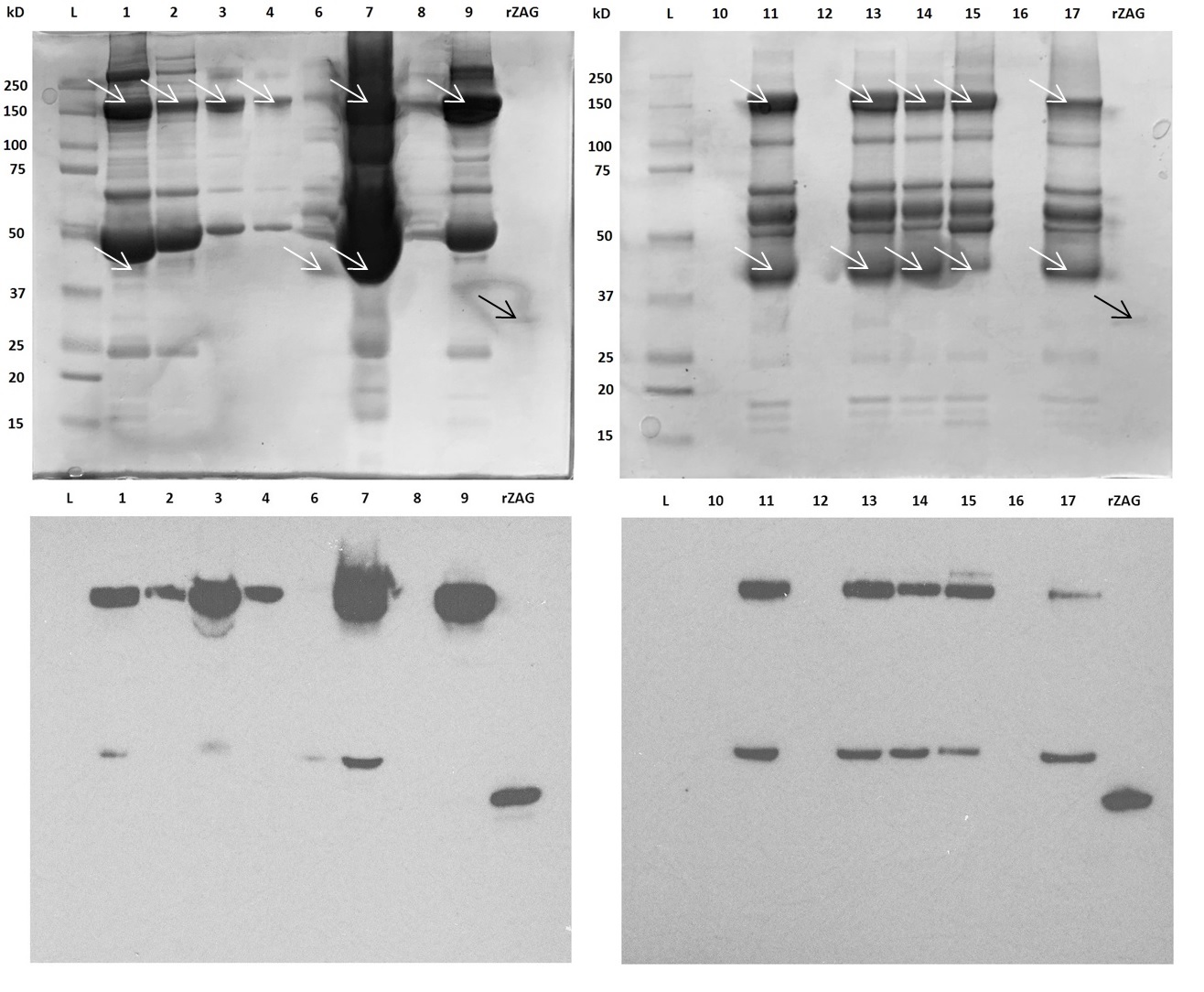 Zincalpha2glycoprotein (ZAG), glycosylation and fatty acid binding