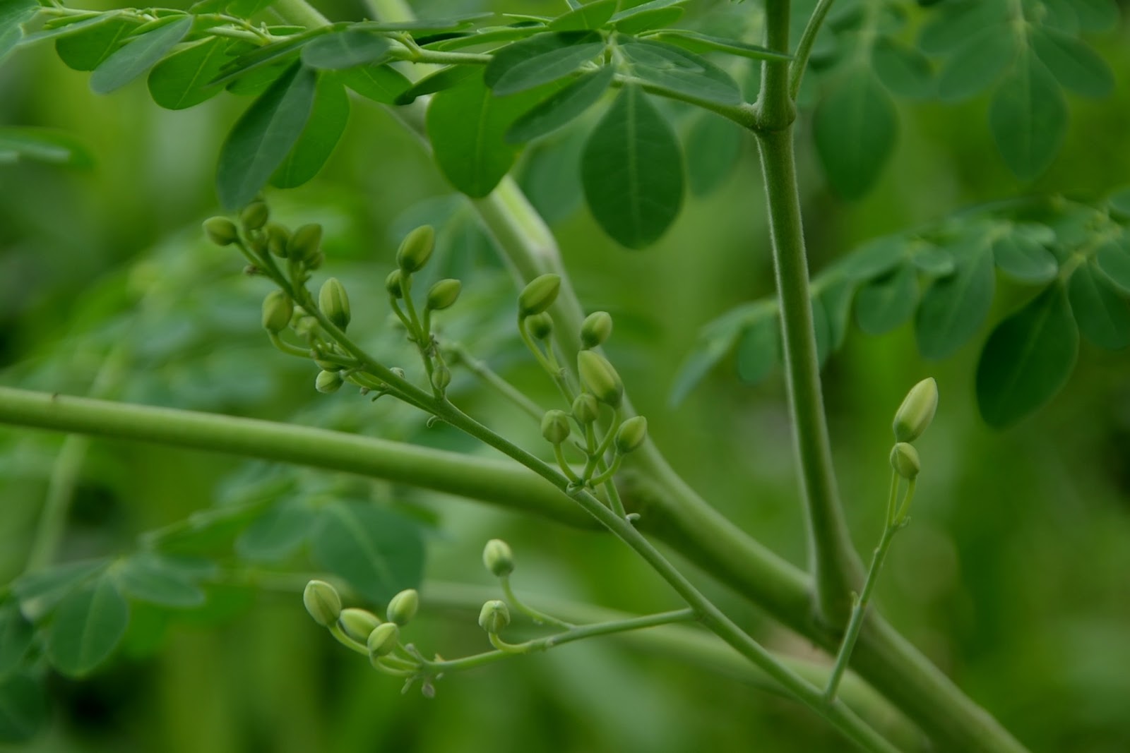 My little vegetable garden Moringa flowers SECOND WEEK