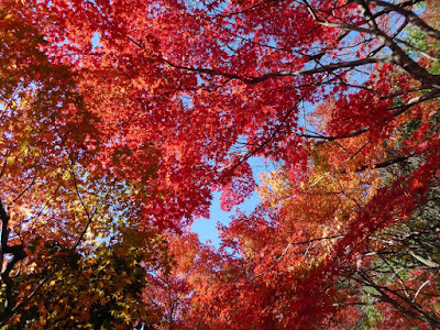 野崎観音・慈眼寺（じげんじ）の紅葉