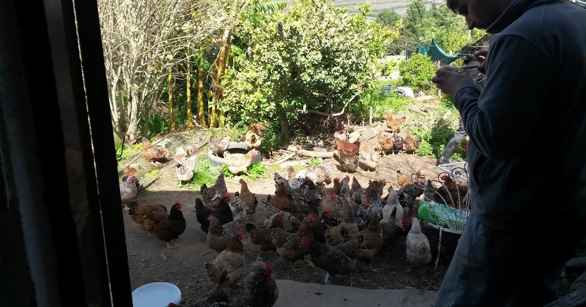 Ein Jahr Südafrika Ein Huhn das fraß man glaubt es kaum...