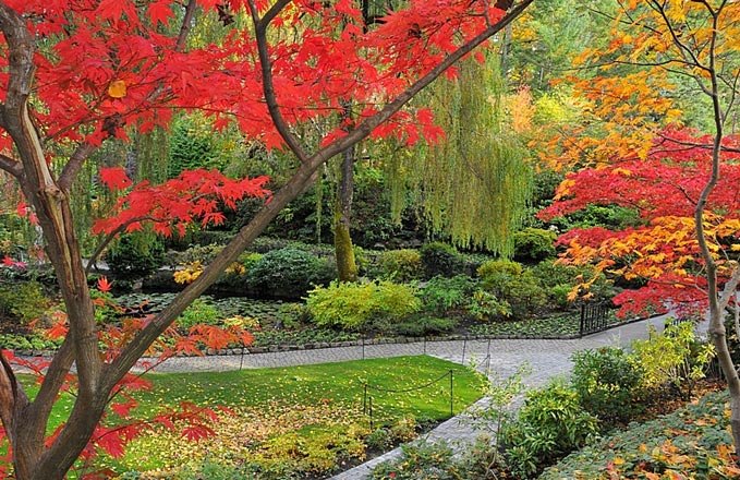  paisagem com árvores com folhas vermelhas e amarelas e plantas 