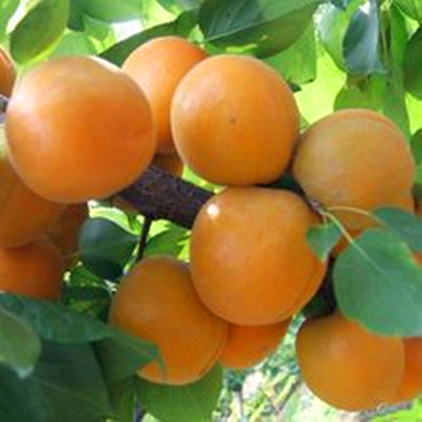 波特兰先生的博客 简说杏子树栽培apricot Tree Cultivation
