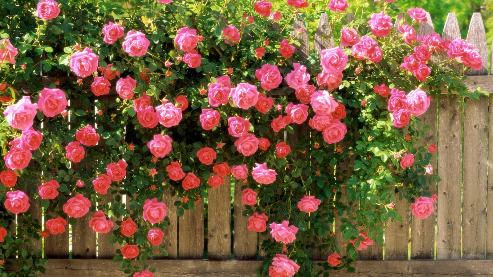 Roze rozen op een hek Achtergrond met roze rozen