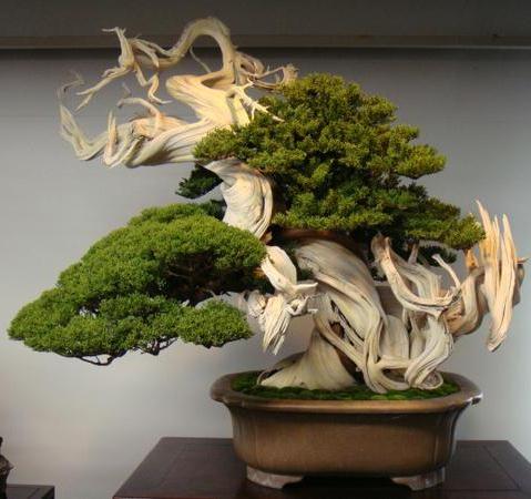Pemahatan Untuk Membentuk Bonsai