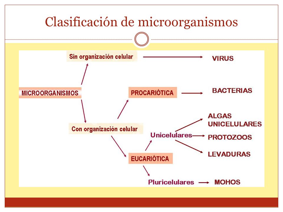Microorganismos y sus clasificaciones.