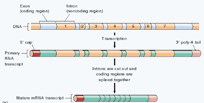 intron, exon, ekson, DNA, intron splicing, intron splicing adalah, mRNA