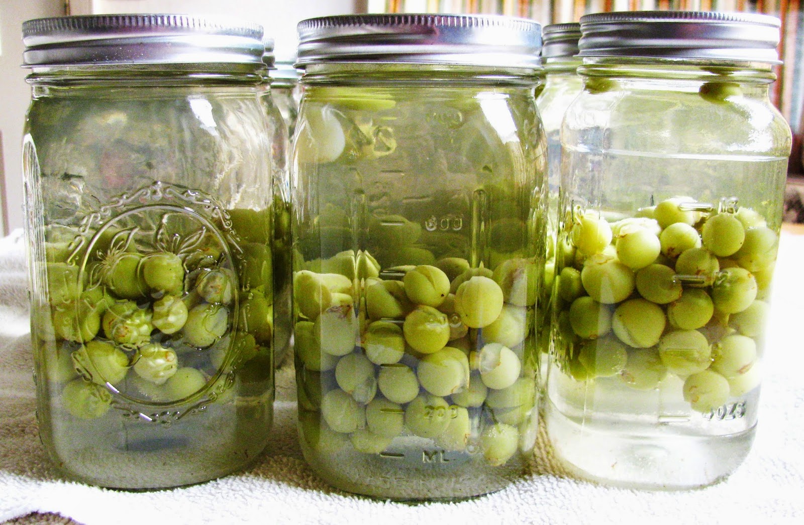 The SuperEasy Way to Can Grape Juice Proverbs 31 Homestead