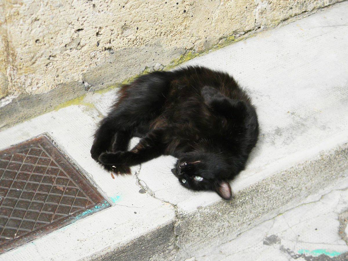 Journée internationale du chat - Un chat dans la rue Journée internationale du chat - Un chat dans la rue