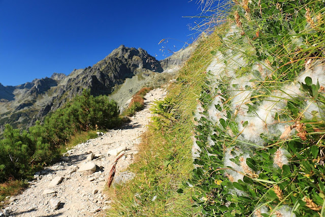 Szlak na Batyżowieckie Pleso