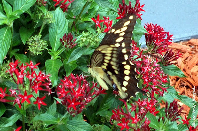 Adult Giant Swallowtail Butterfly Adult Giant Swallowtail Butterfly
