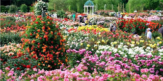 7 Benefits of Flowers in Human Life. You Must Be Unexpected! 7 Benefits of Flowers in Human Life. You Must Be Unexpected!
