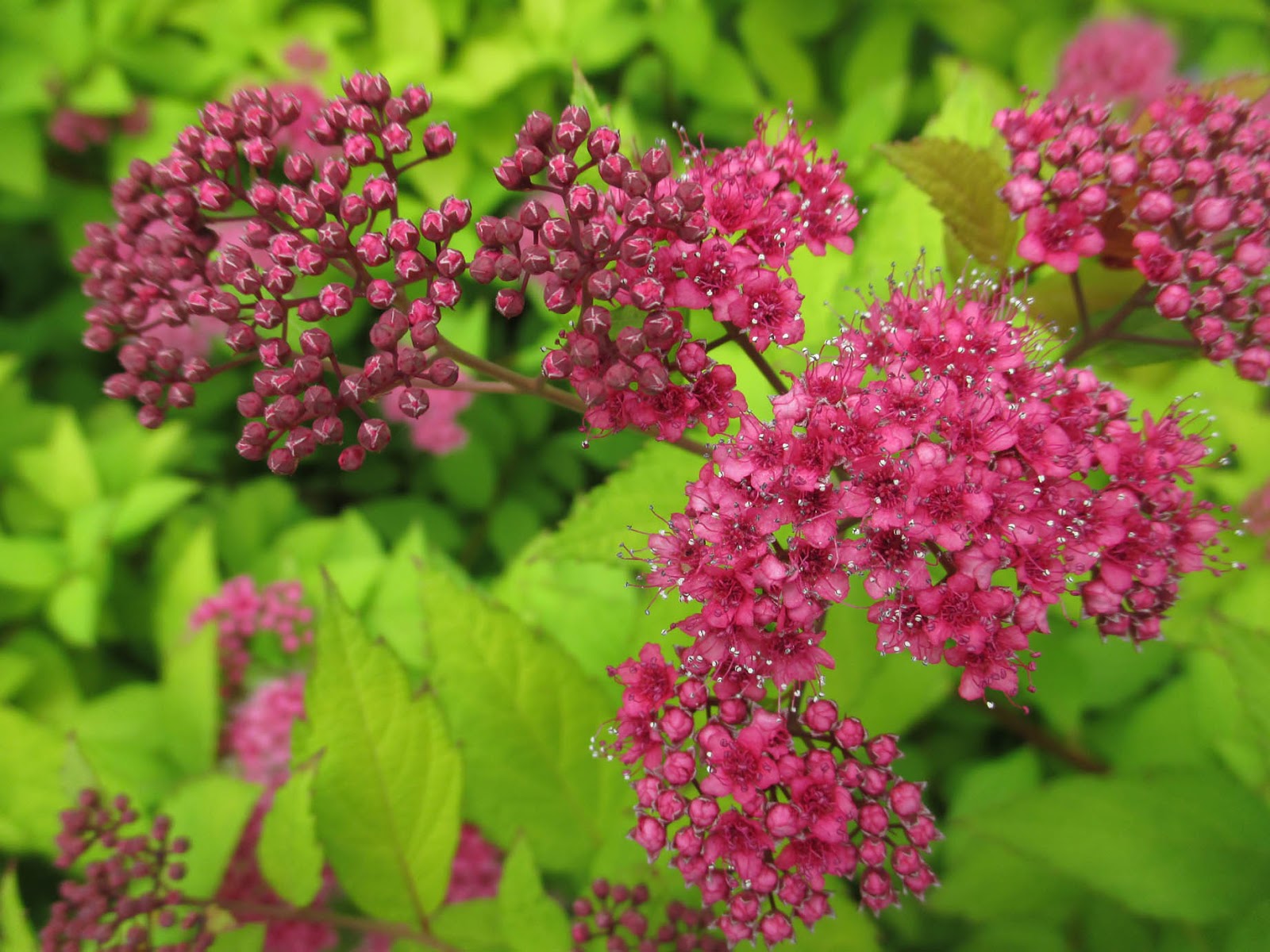 My Petal Press Garden Blog Spiraea Goldflame Favorite Small Shrub