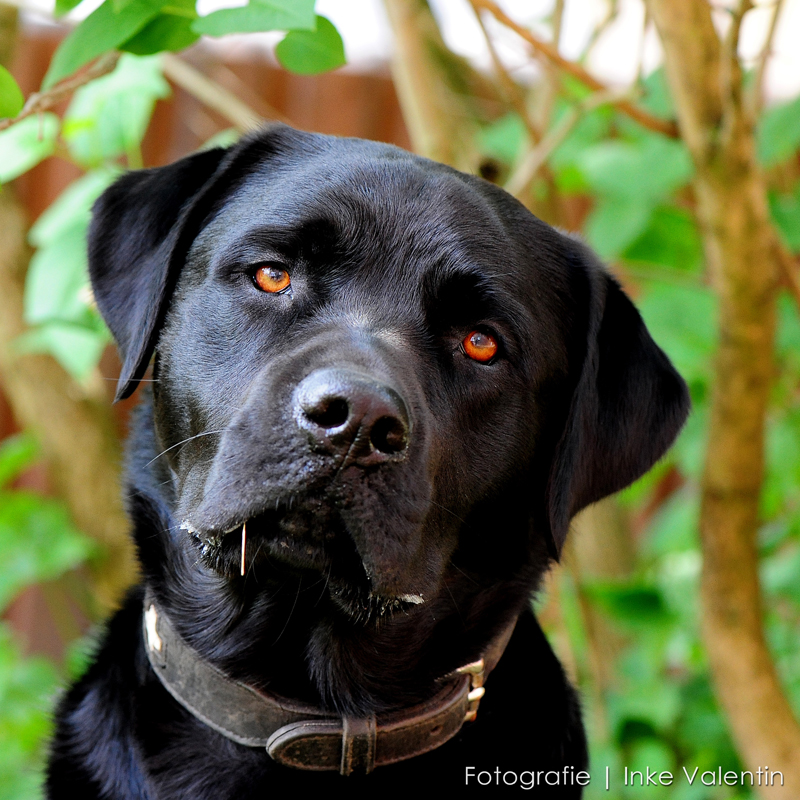 TierFotografie Inke Valentin Sommerfest im Tierheim Itzehoe