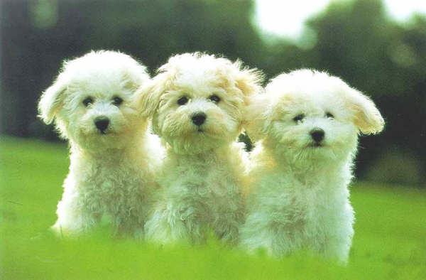 Perritos Imagui