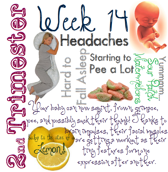14 Weeks 3 Days Pregnant Baby Development