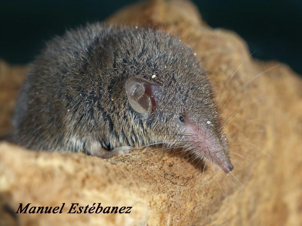Miradas Cantábricas: Musaraña gris (Crocidura russula)