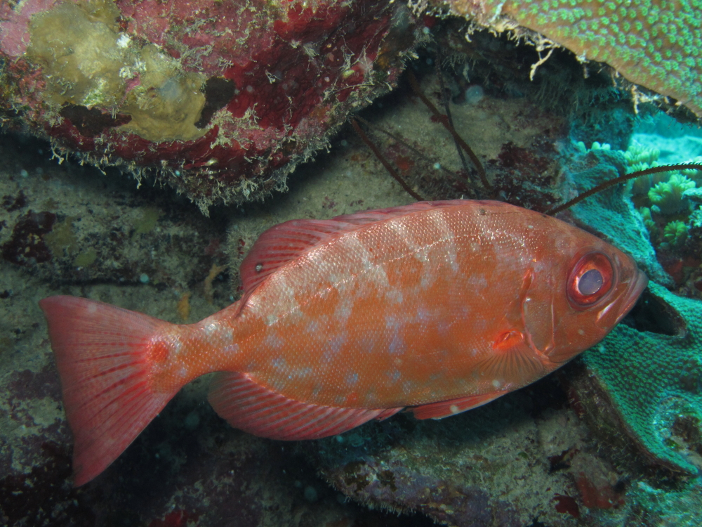 Rambling Jill Glasseye snapper