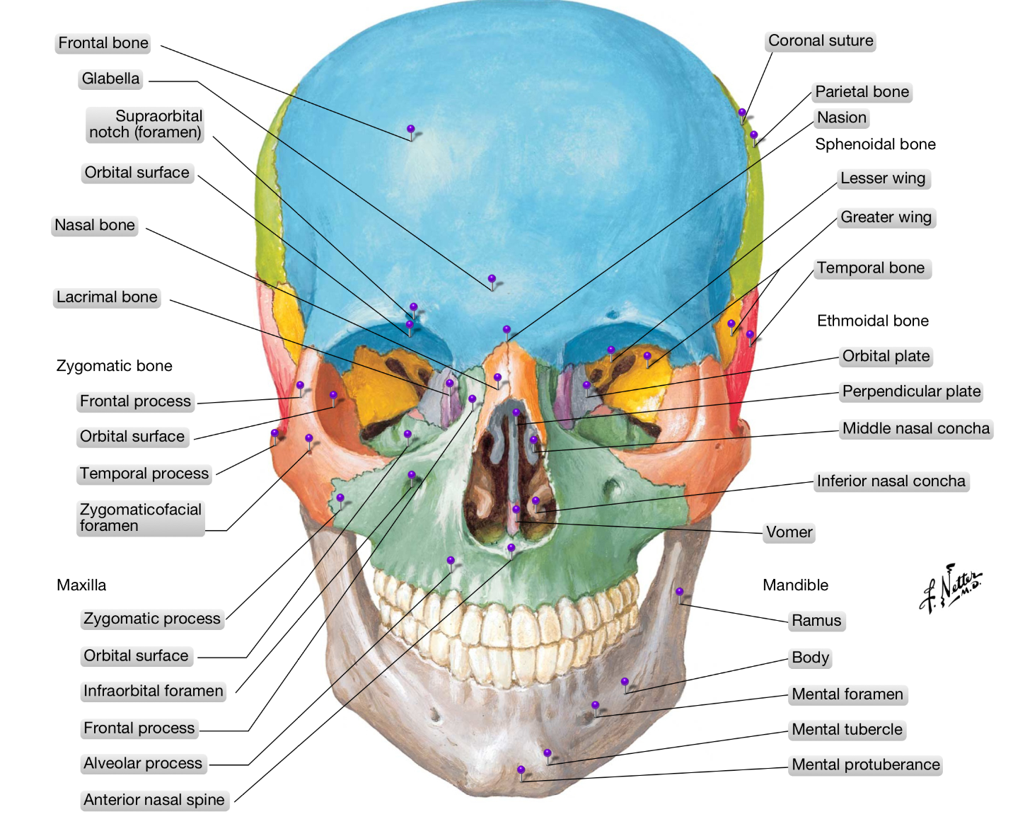 Anatomía Humana Huesos Y Suturas Del Craneo