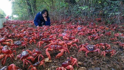 ඔිස්ට්‍රෙිලියාවේ ක්‍රිස්මස් දුපත CHRISTMAS ISLAND