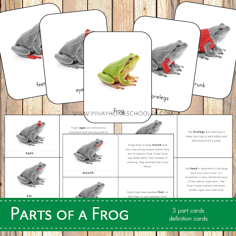 Parts of a Frog Learning Materials for Kids | The Pinay Homeschooler
