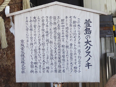 萱島神社の御神木・推定樹齢700年の大クスノキ
