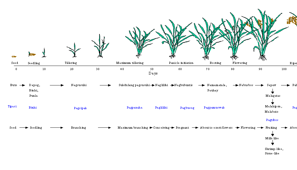 Delta Science Center Rice is flowering stage