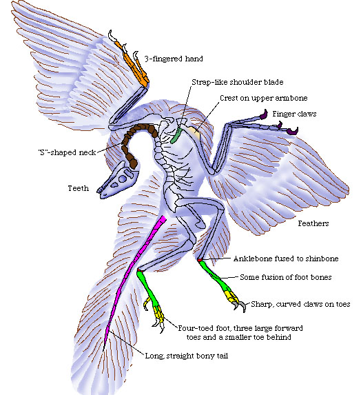 Science Inspiration How did the First Bird Evolve?