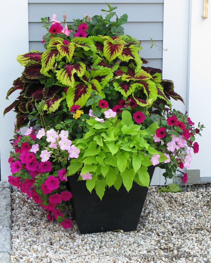 HeyPlantMan! Exotic Tropical Plants from St. Pete FL ...