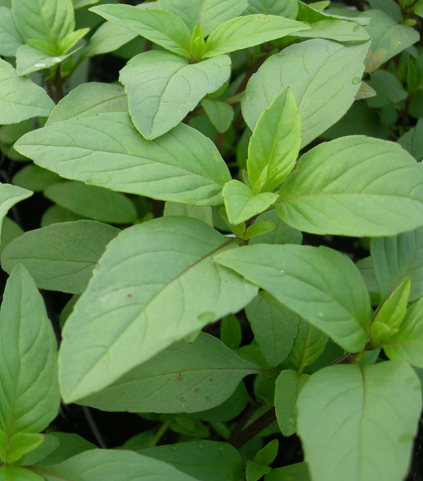 Culinary Physics Cilantro Taste Why Coriander (Cilantro) Tastes Like