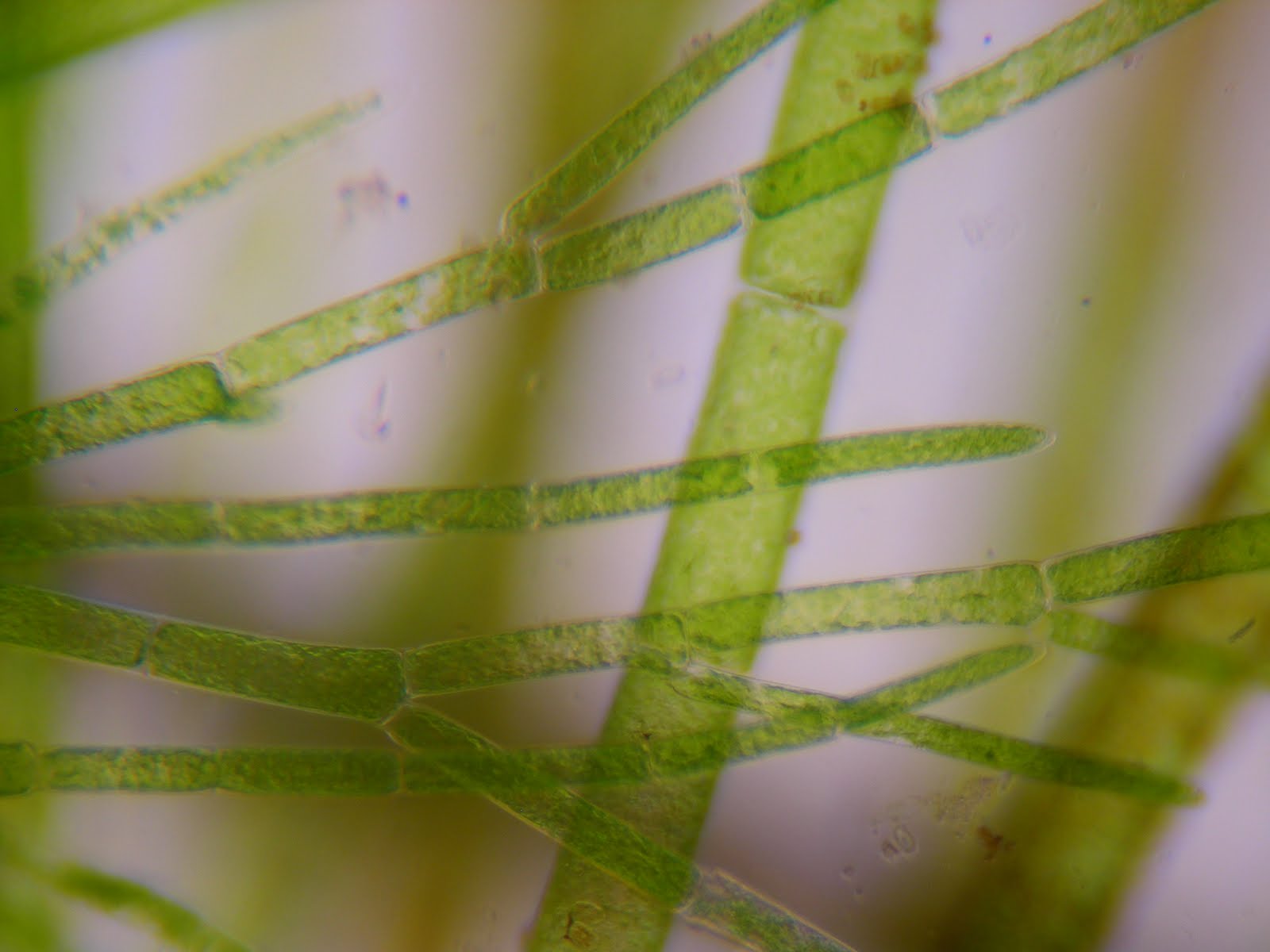 Кладофора редька дикая хвощ полевой. Кладофора водоросль микроскоп. Кладофора Бродячая. Кладофора нитчатая водоросль. Кладофора водоросль под микроскопом.