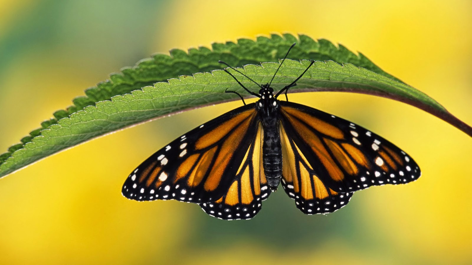 أجمل خلفيات وصور الفراشات HD