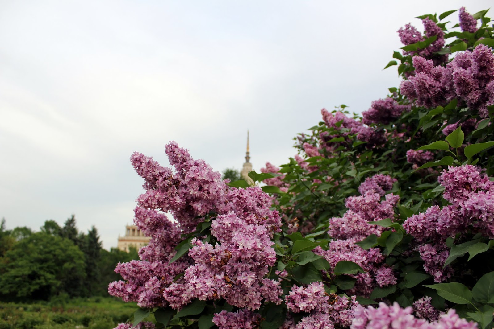 сирень у реки