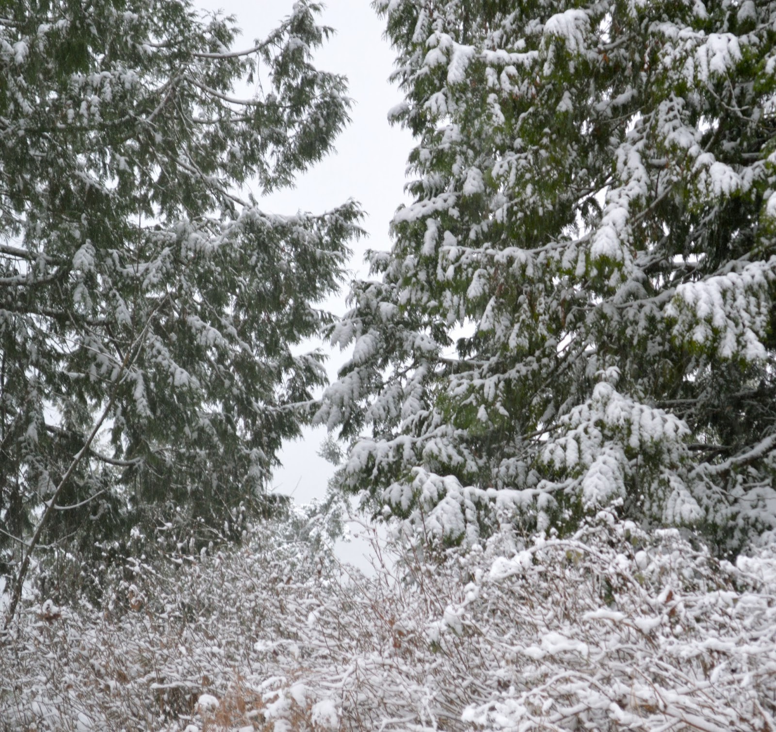 Fresh Vintage Home The Lights of Christmas on Camano Island