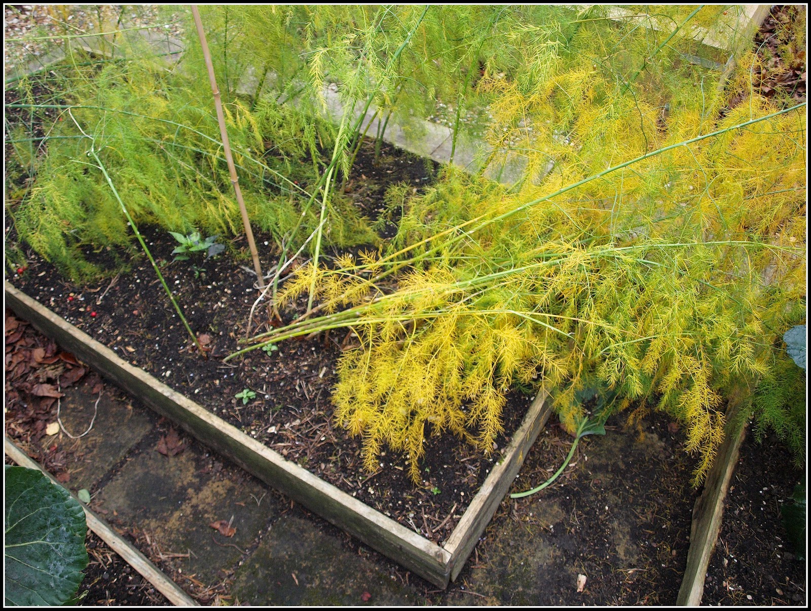 Mark's Veg Plot Putting the Asparagus to bed