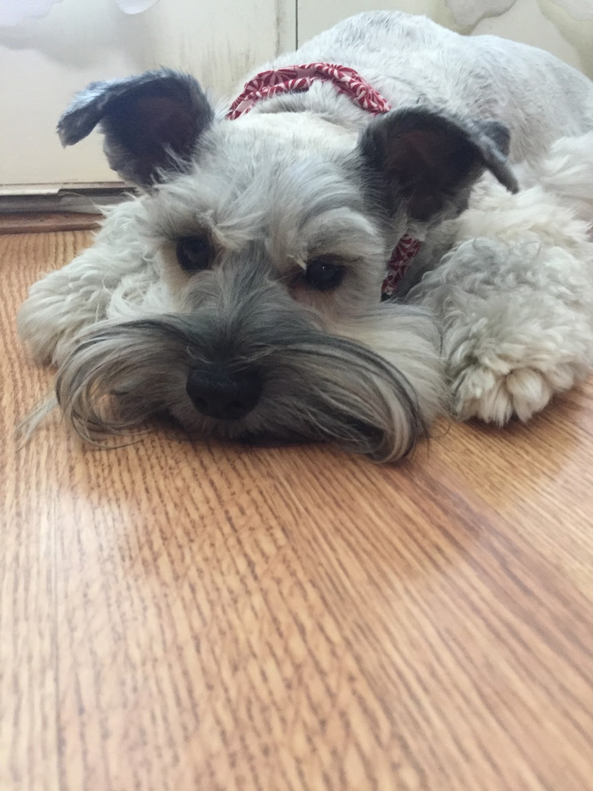 My Schnauzer Addiction 8 Signs You Have an Aggressive Puppy (2/6/17