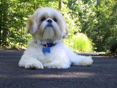 Os shih tzu “pensam”