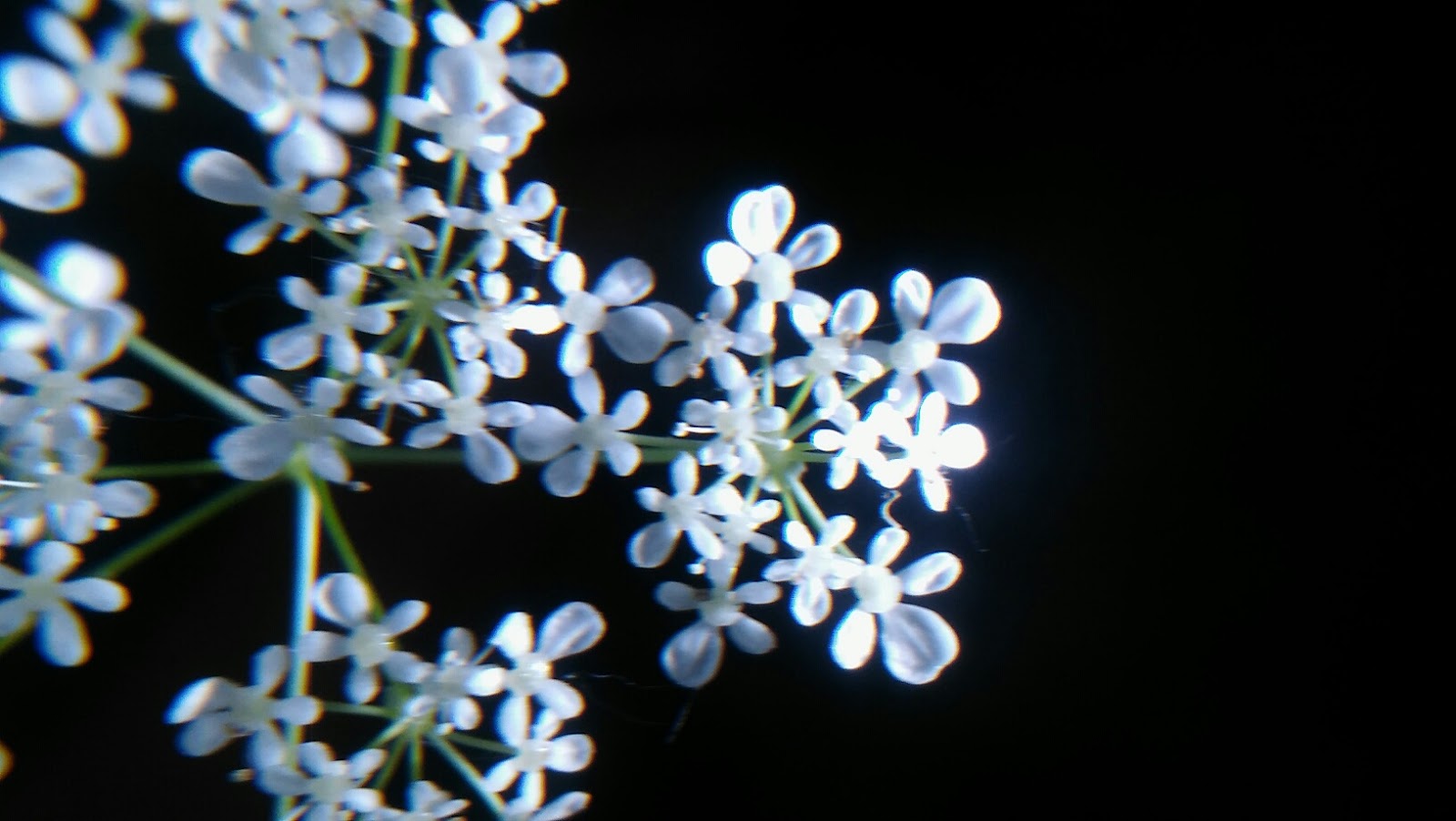 Rolandvue Rambler The Most Deadly Plant in North America?