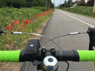 Arbutus Greenway wild flowers