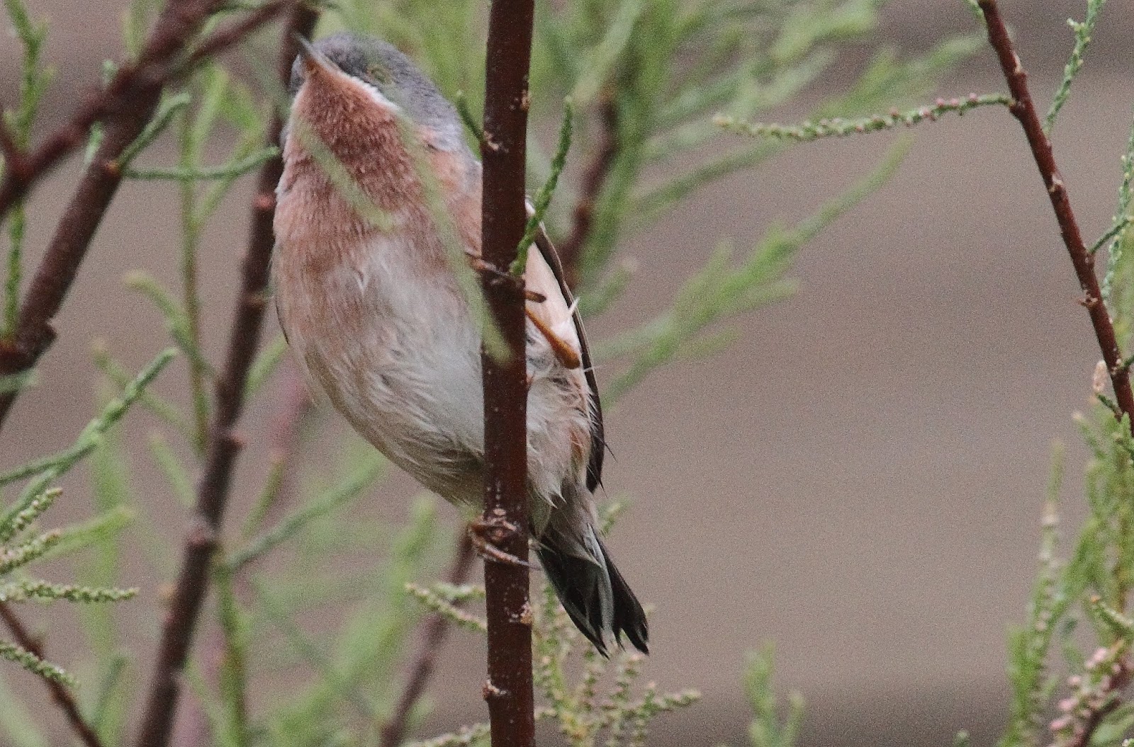Pirate birding: Mallorca birds