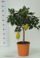 Variedades Citrus limon (Limonero)