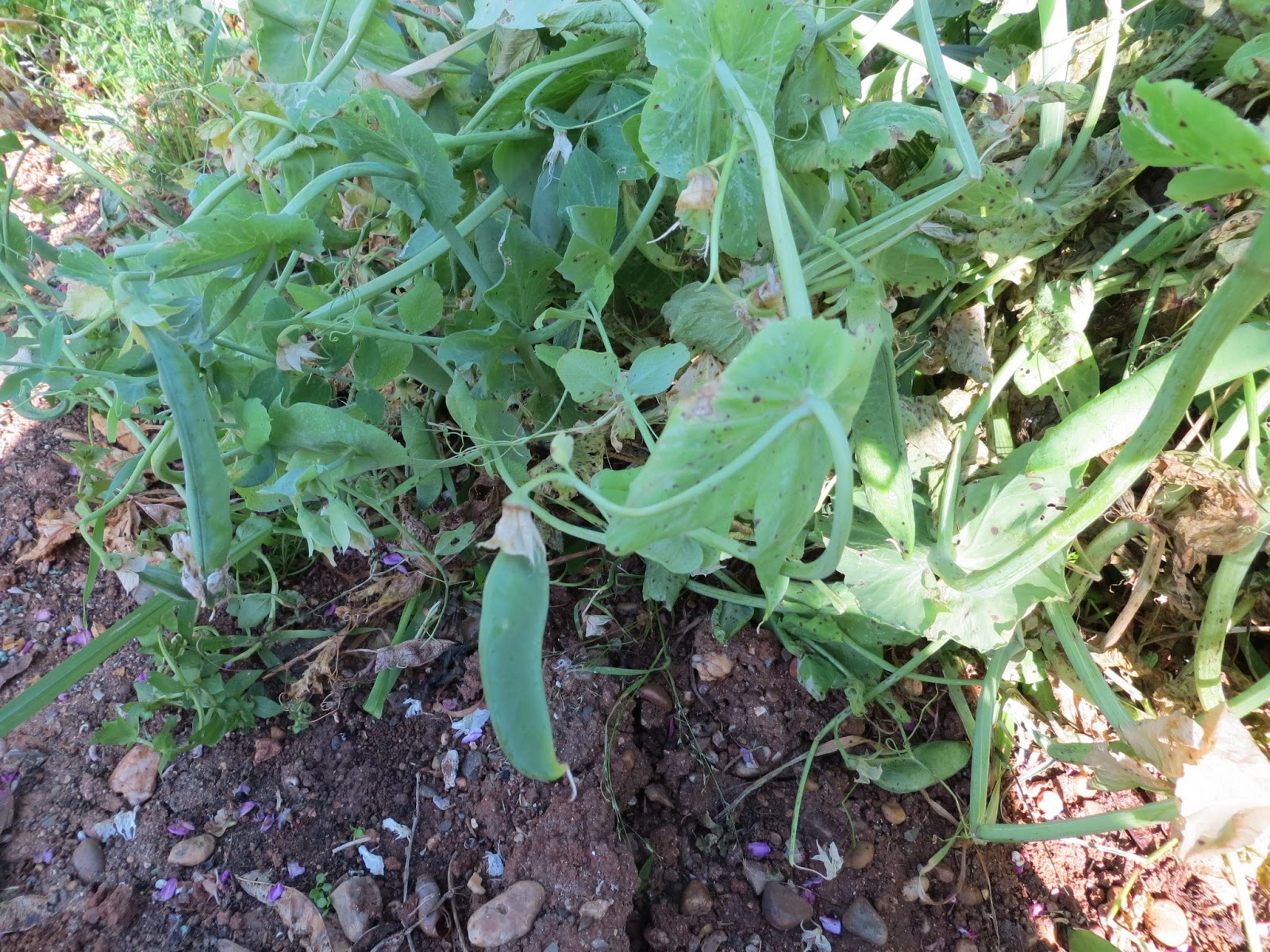 CPR.BEMBEZAR: LA PRIMAVERA HA LLEGADO A CÉSPEDES