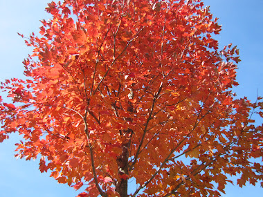 Crimson Maple Against the Blue Autumn Sky