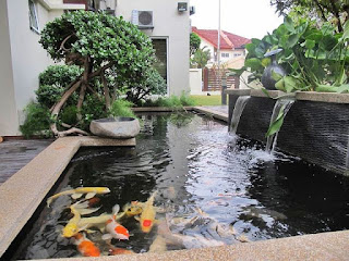 kolam ikan koi kolam ikan koi