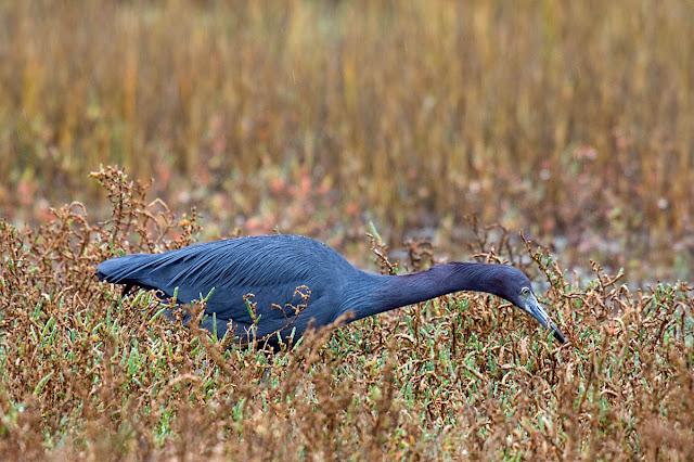 Little Blue Heron hunting posture